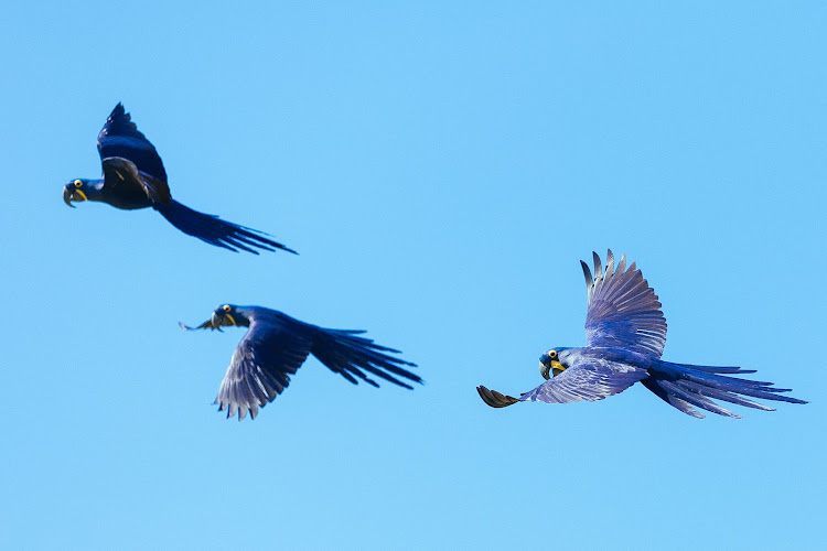 Hyacinth macaw are one of the countless species bird lovers can hope to spot while exploring Brazil's Pantanal.