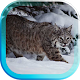 Download Snow Cats Voices HD LWP For PC Windows and Mac 1.0