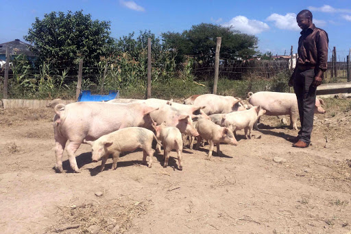 SMELL OF SUCCESS: Wonga Sifama of Tsholomqa village is seen here with pigs that he is rearing in his yard to make a living Picture: ZWANGA MUKHUTHU