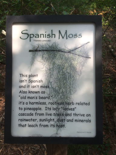 Spanish Moss