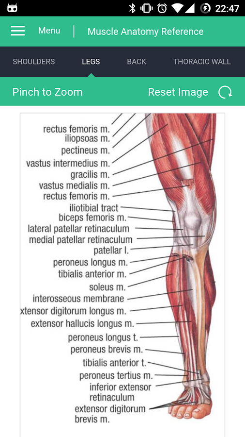 Muscle Anatomy Reference Guide — приложение на Android