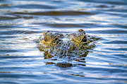 A man was injured  by a crocodile on a river bank after killing another croc in  an earlier attack. 
