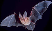 A bat. File picture