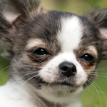 chihuahua puppies wallpaper Apk