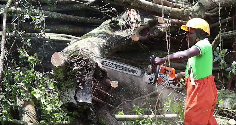 A man uses a power saw to cut a Mugumo tree that fell Monday evening blocking the busy Kanunga- Banana road in Kiambaa subcounty, April 15, 2024.