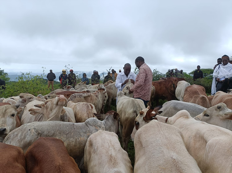 Chief officer livestock and veterinary services Dr Arero Halkano with Moyale sub county veterinary officer Hassan Nura check the condition of the animals before distributed on Saturday May 4, 2024 at Somare.