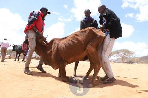 Maasai men attempt to lift a weak cow as they wait for a buyer at a cattle market in Bisil, Kajiado, on October 31, 2022. image: ANDREW KASUKU