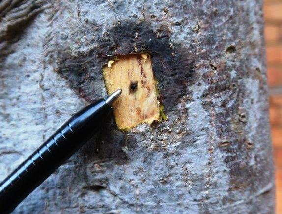 A hole made by a shot hole borer in a tree in Somerset West.