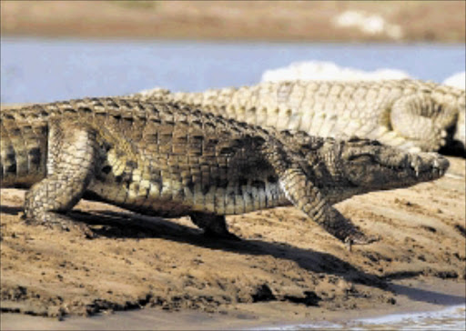 REPTILE DANGER: Crocodiles such as these two, which were spotted in the Olifants River Gorge, have been seen along the route of the Dusi Canoe Marathon. Pic.RAYMOND PRESTON. 02/07/2009. © ST One of the healthy crocodiles in the Olifants River Gorge which is the biggest crocodile breeding site in Southern Africa. During a recent aerial survey, 385 crocodiles were spotted in the gorge. Picture:RAYMOND PRESTON 2/7/2009 ------ 15cm