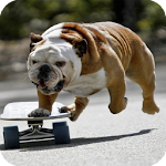 Bulldog Pack 2 Wallpaper Apk