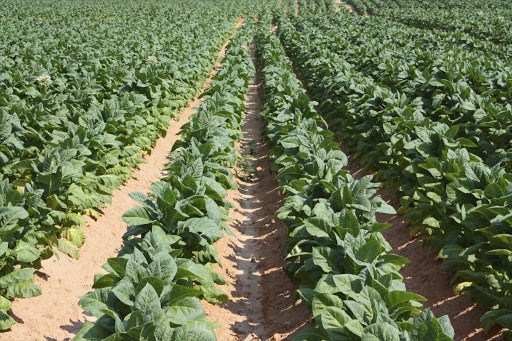 Tobacco farm. File photo.
