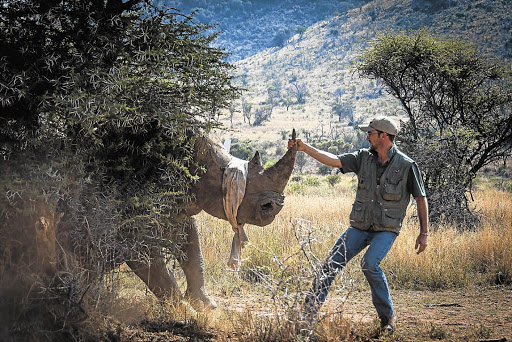 Getting a freshly sedated rhino into position for DNA sampling at the Pilanesberg National Park