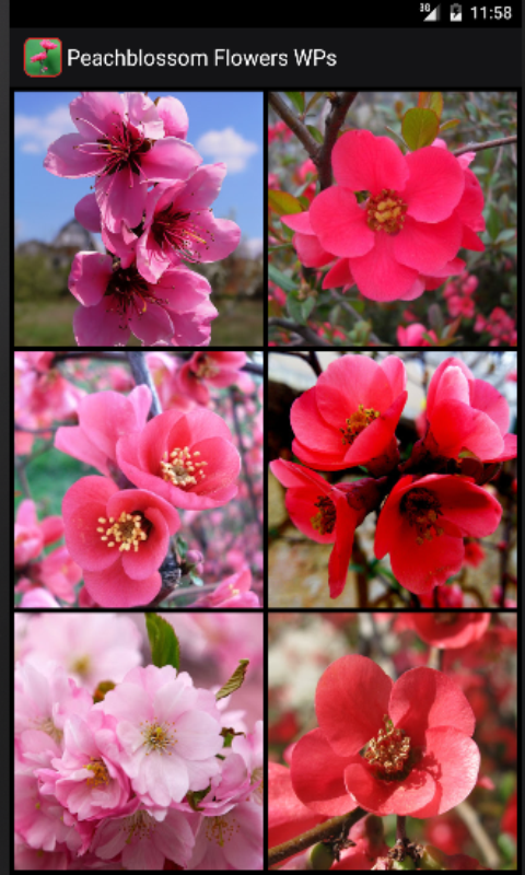 Android application Peachblossom Flowers WPs screenshort