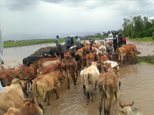 Cows crossing a flooded road in Muhoroni on February 2, 2016 Kisumu county/MAURICE ALAL