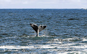 A southern right whale in the bay at Hermanus, Western Cape.