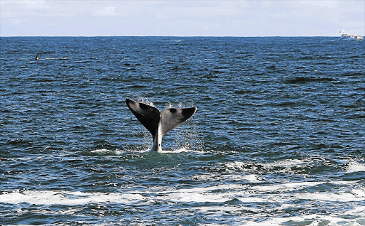 A southern right whale in the bay at Hermanus, Western Cape.