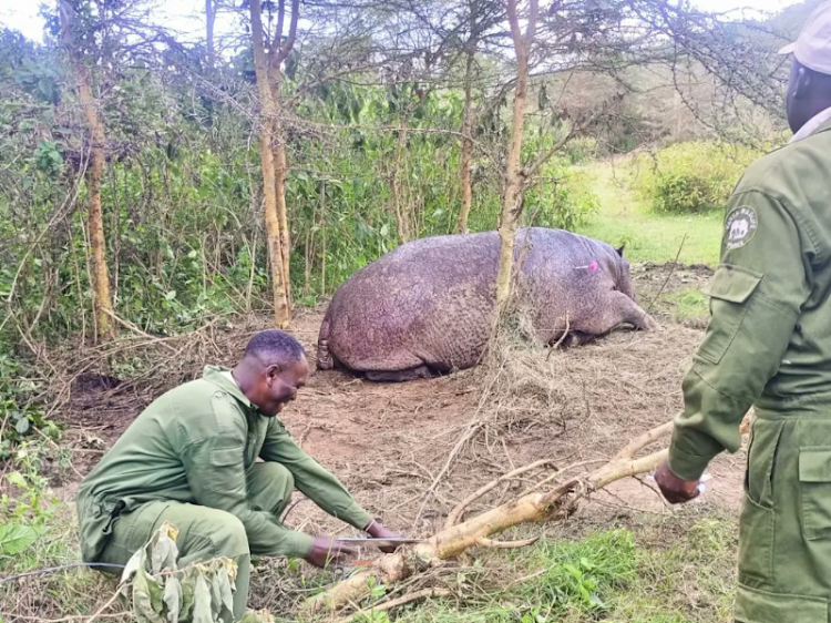KWS rangers rescues a snared hippopotamus rescued in Olosuswa Conservancy in Nakuru on March 11, 2024.