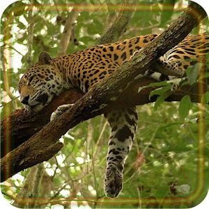 Download Leopards Sounds For PC Windows and Mac