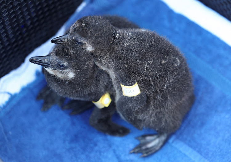 Penguin chicks wait to be fed at South African Foundation for the Conservation of Coastal Birds rehabilitation centre, which is soliciting donations by inviting people to "adopt an egg", in Cape Town on March 27 2024.