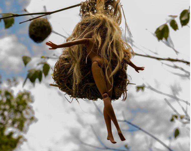 Barbie has got a new weave - courtesy of weaver birds that decided her hair would make good nesting material.