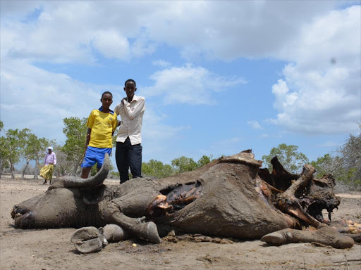 School children view the carcass of a buffalo that died in one of the dams in Ijara sub-county on Tuesday after it got stuck in the muddy water. Photo/Stephen Astariko