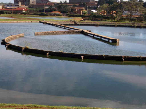 The Embu sewage treatment plant where the body of a missing security guard was found on November 13, 2017. /REUBEN GITHINJI