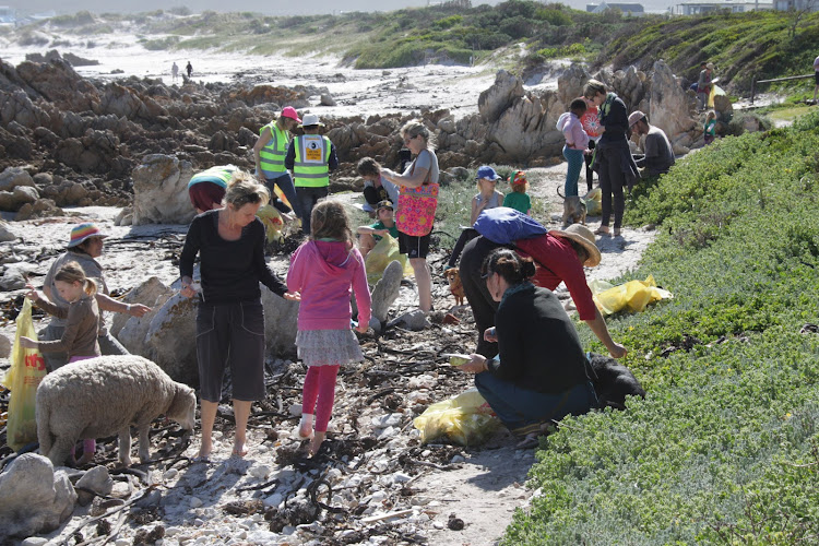 Pet sheep Montana joins residents of Pringle Bay during a coastal clean-up.