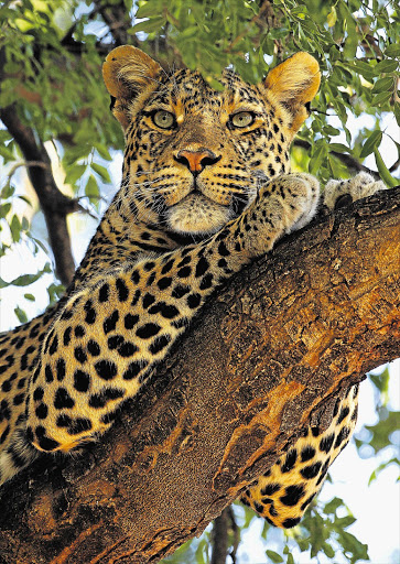 A KwaZulu-Natal community has threatened to kill leopards they say attack their livestock