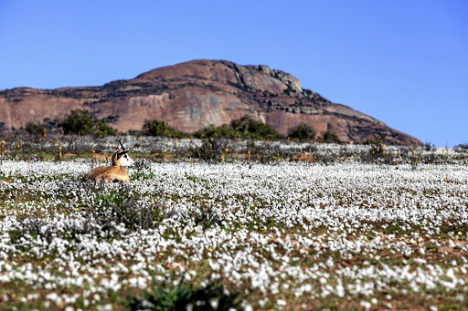 A springbok in a field of white daisies on a farm near the eponymous Namaqualand town.