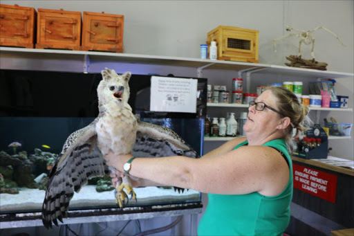 IN SAFE HANDS: Sireena Zitzke from the Bird and Animal Clinic holds a six-month African crowned eagle that was shot and injured with a pellet gun in Nahoon at the weekend Picture: BHONGO JACOB