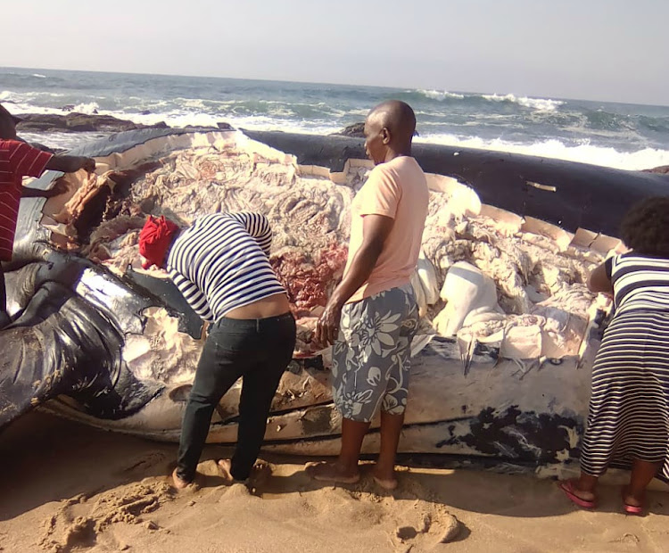 Locals have been cutting out pieces of the dead whale that washed up near Shelly Beach on Saturday.