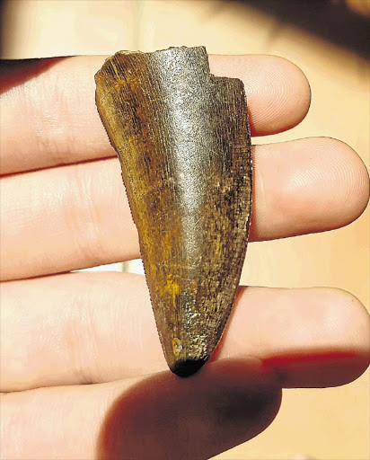 PREHISTORIC: The tooth Ben Ingel discovered