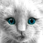 My Kitten (White Outfit) Apk