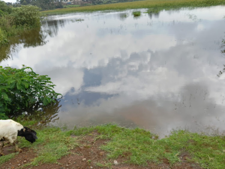 A section of Manguo swamp.