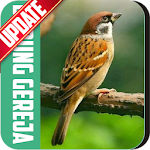 Masteran Kicau Burung Gereja Apk