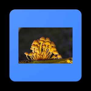营养大师.apk 1.0
