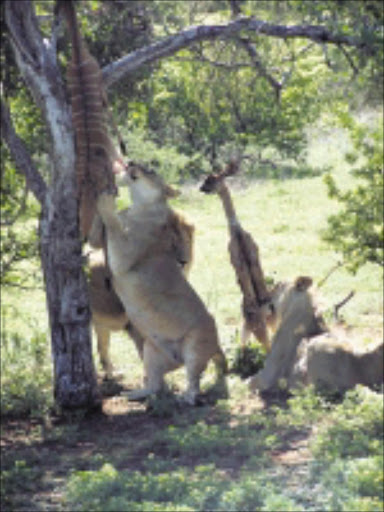 EXTENDED PARK: Lions in the Greater Kuduland Safari will join other animals. PIC: CHESTER MAKANA. 14/12/2009. © Sowetan.