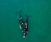 Southern ocean whales.