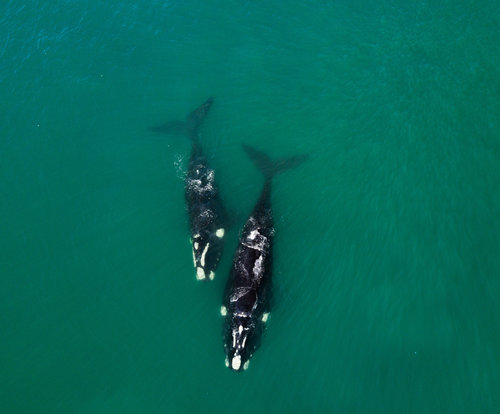 Southern ocean whales.