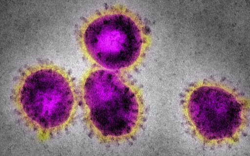 The coronavirus is from the family as that which causes SARS and the common cold. Photo: ALAMY