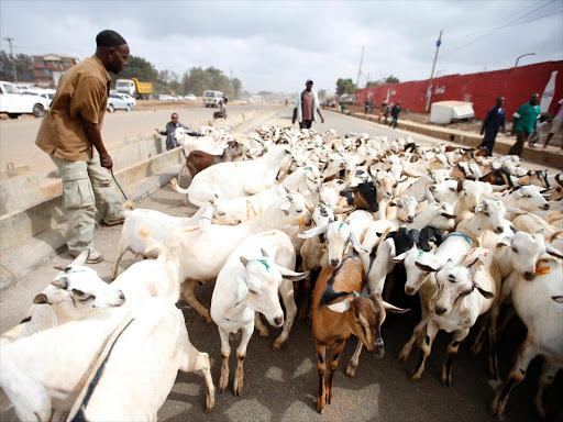 Goats are driven to the Kiamaiko market on March 26, 2016. /JACK OWUOR