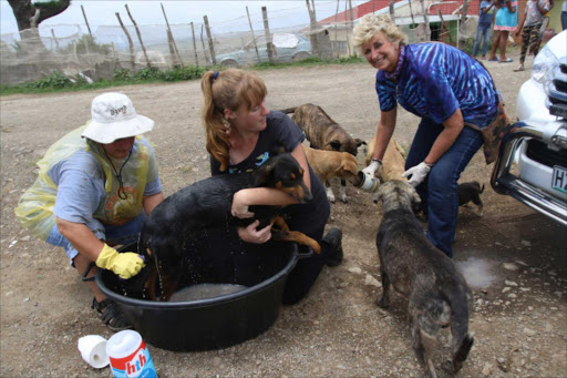 GOOD WORK: Volunteers Leigh-Ann Kretzman, left, and Calin Rusch with Marlene Neumannn at Nokhala village in Kwelerha during their Buckaroo project, helping dogs that are in need of any kind of assistance. Neumann is appealing for donations PICTURE: MICHAEL PINYANA