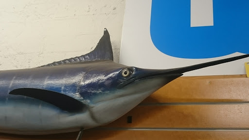 Big Blue Marlin 