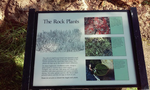 Rock Plants