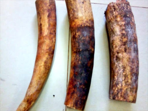 Tusks recovered./COURTESY