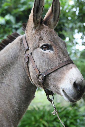 A donkey. File picture