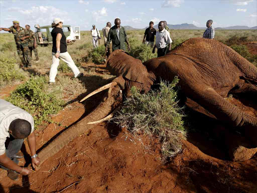Kenya Wildlife Service and Save the Elephants staff collar elephants near the standard gauge railway on March 15 /REUTERS