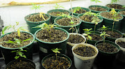 A KwaZulu-Natal farm has plante over 1000 hectares of cannabis.