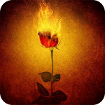 Burning rose live wallpaper Apk