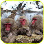 Funny Monkeys Live Wallpaper Apk